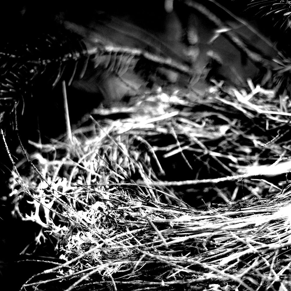 White Nest 1 art print by Kimberly Allen for $57.95 CAD
