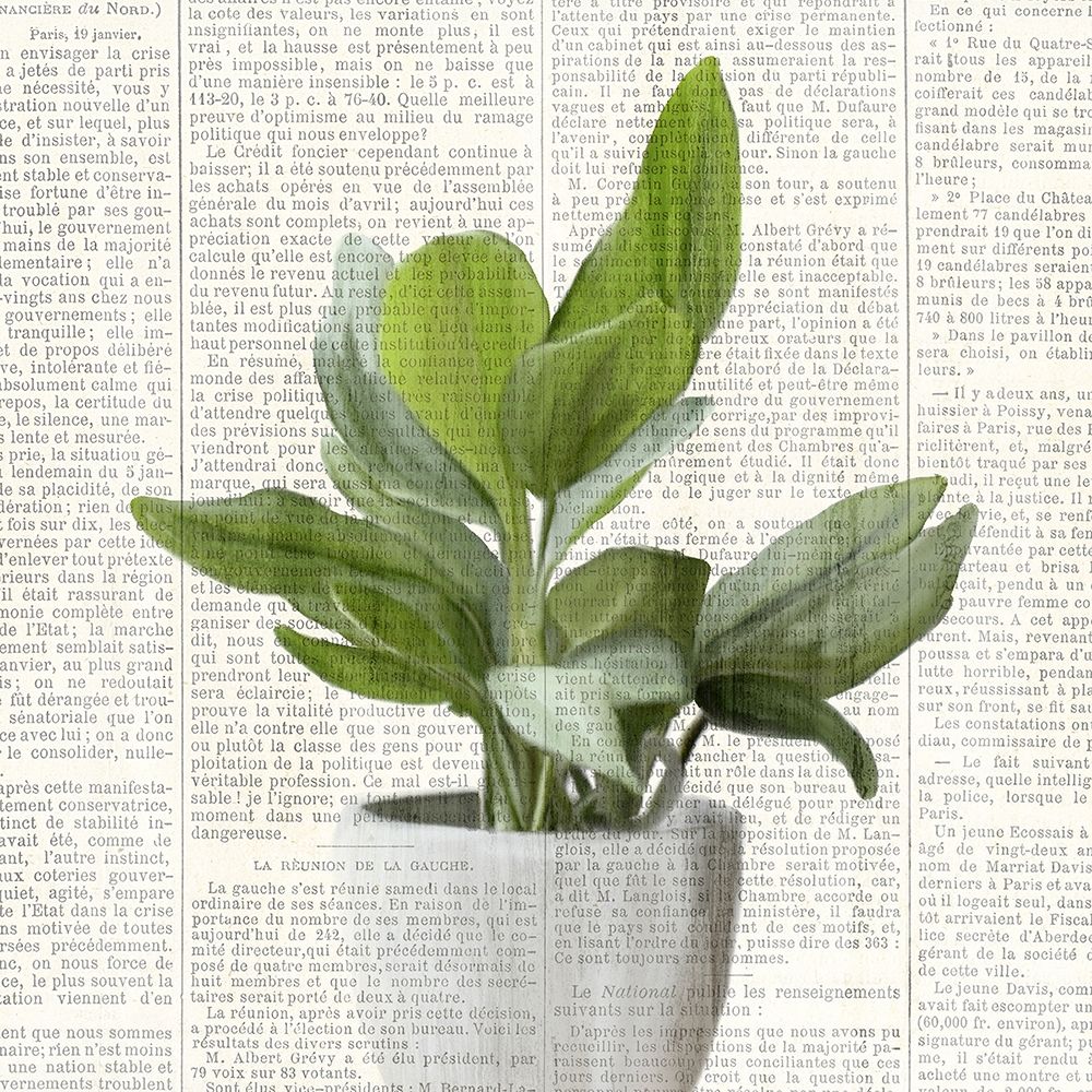 Potted Print 1 art print by Kimberly Allen for $57.95 CAD