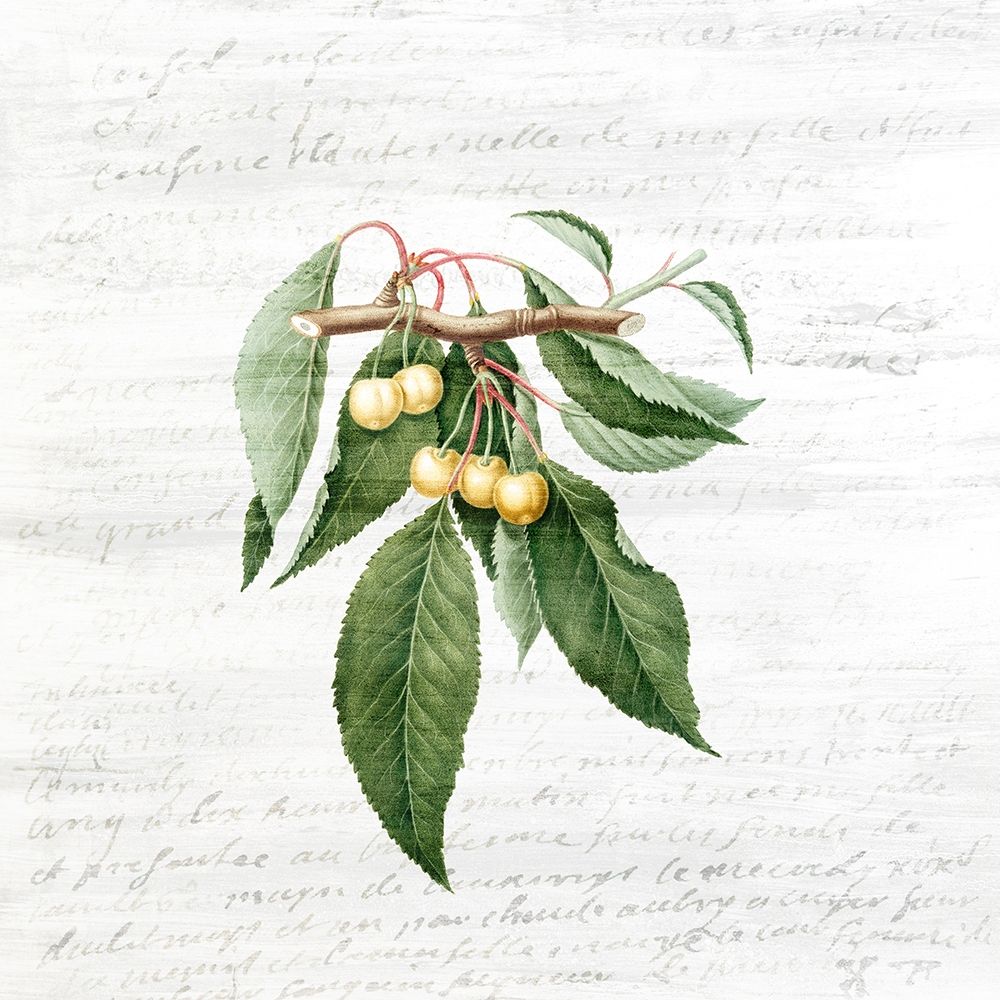 Cherries 1 art print by Kimberly Allen for $57.95 CAD