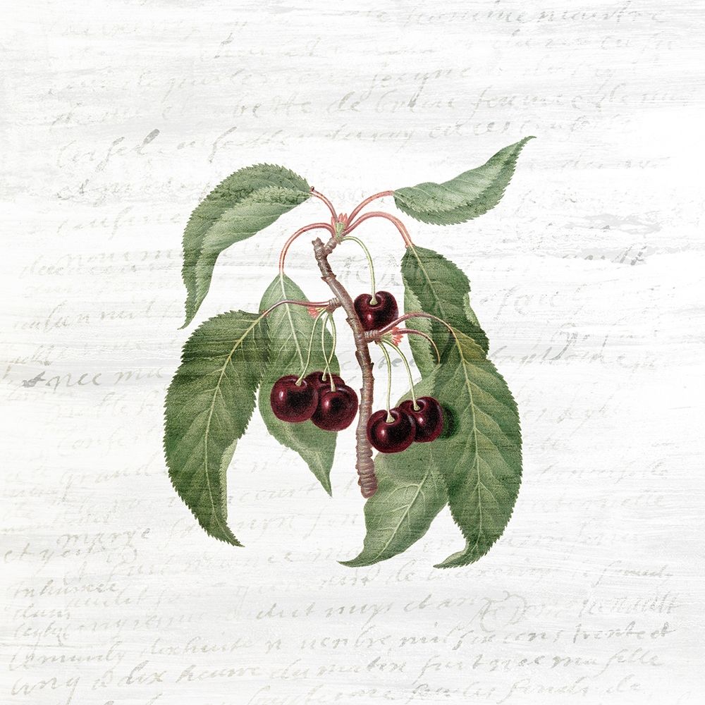 Cherries 2 art print by Kimberly Allen for $57.95 CAD