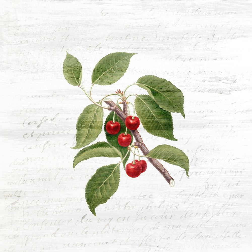 Cherries 3 art print by Kimberly Allen for $57.95 CAD