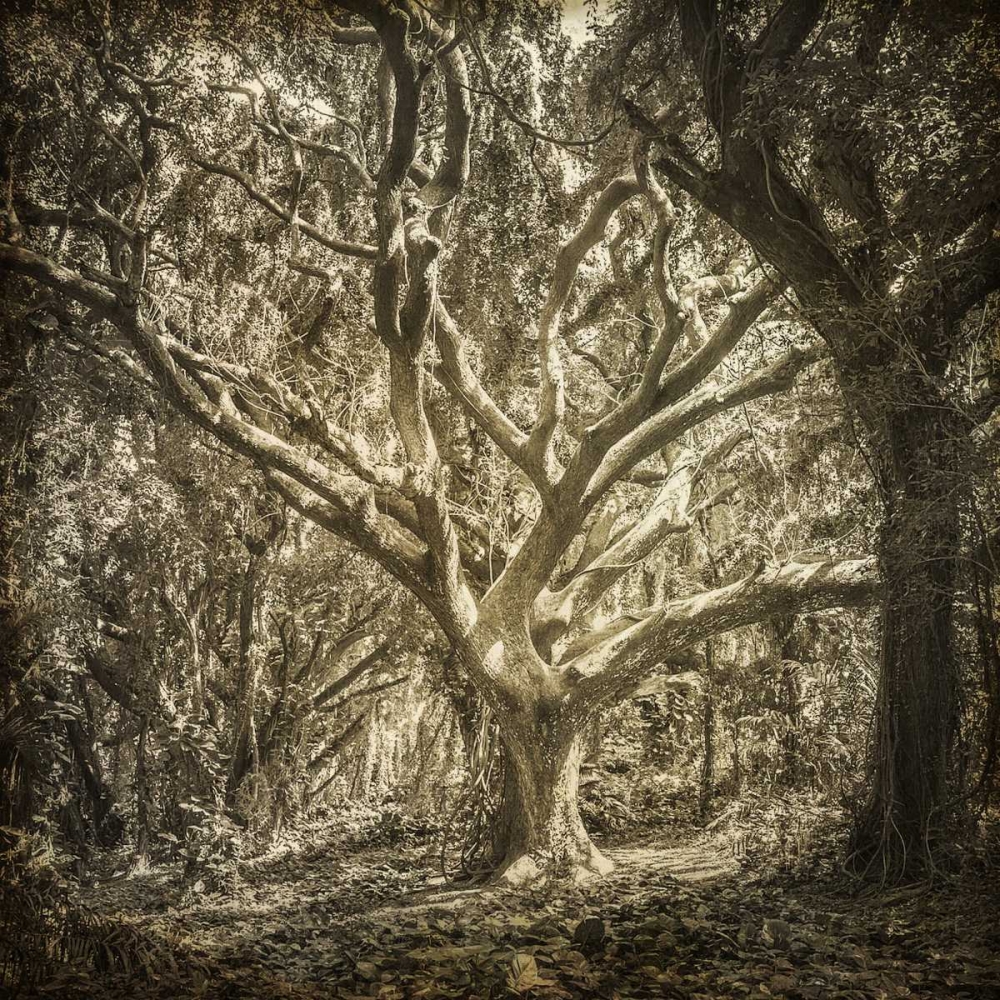 Enchanted Forest 1 art print by Kimberly Allen for $57.95 CAD