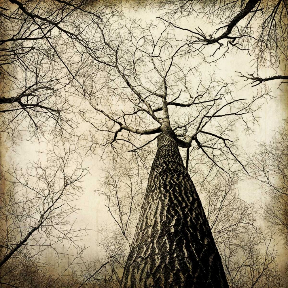 Enchanted Forest 2 art print by Kimberly Allen for $57.95 CAD