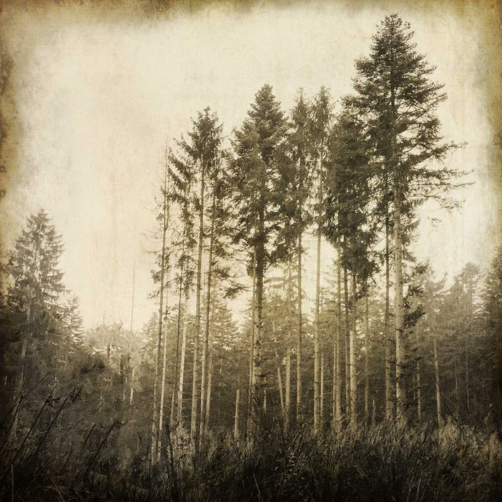 Enchanted Forest 3 art print by Kimberly Allen for $57.95 CAD