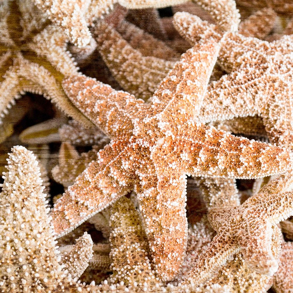 Starfish Beach 2 v2 art print by Kimberly Allen for $57.95 CAD