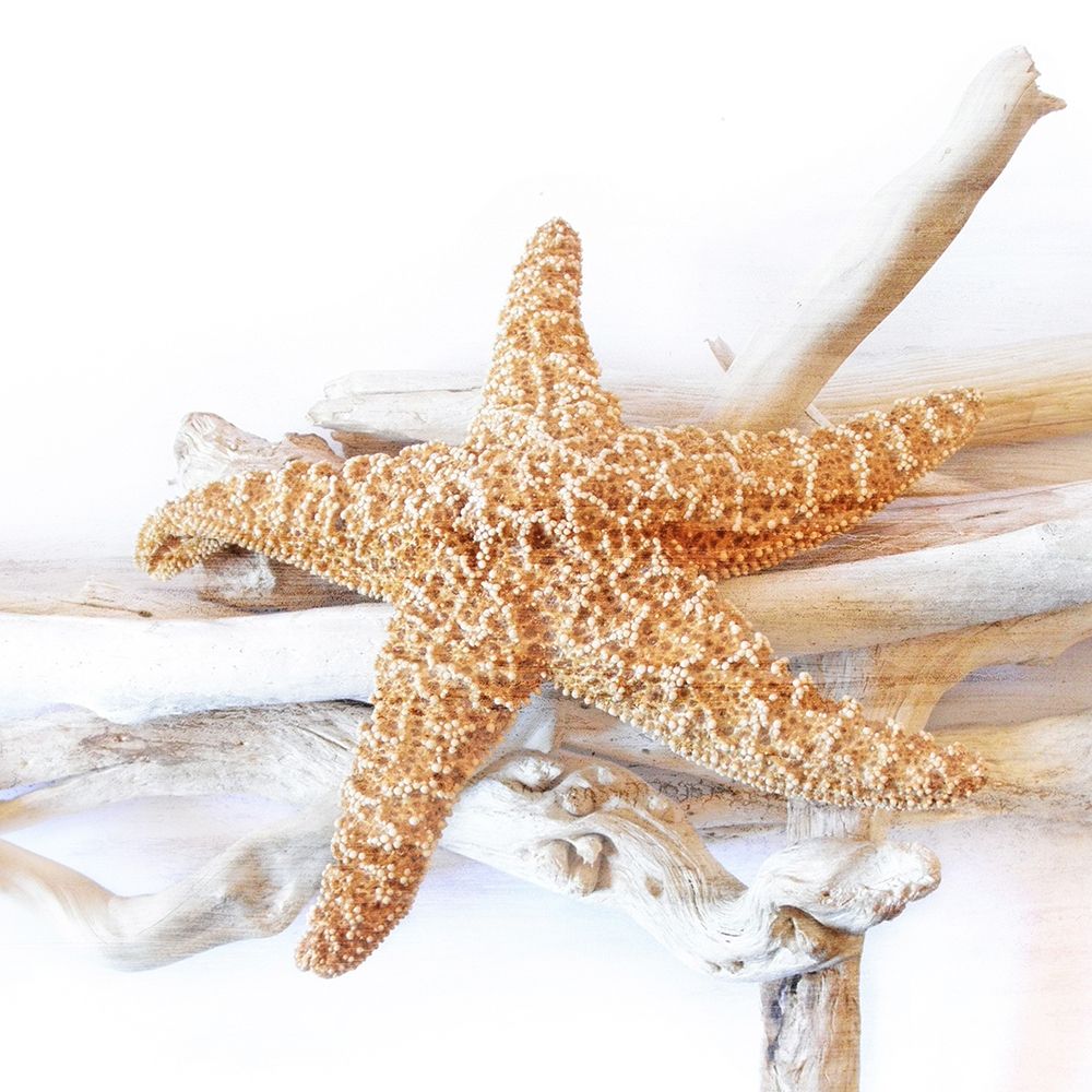 Starfish Beach 5 v2 art print by Kimberly Allen for $57.95 CAD