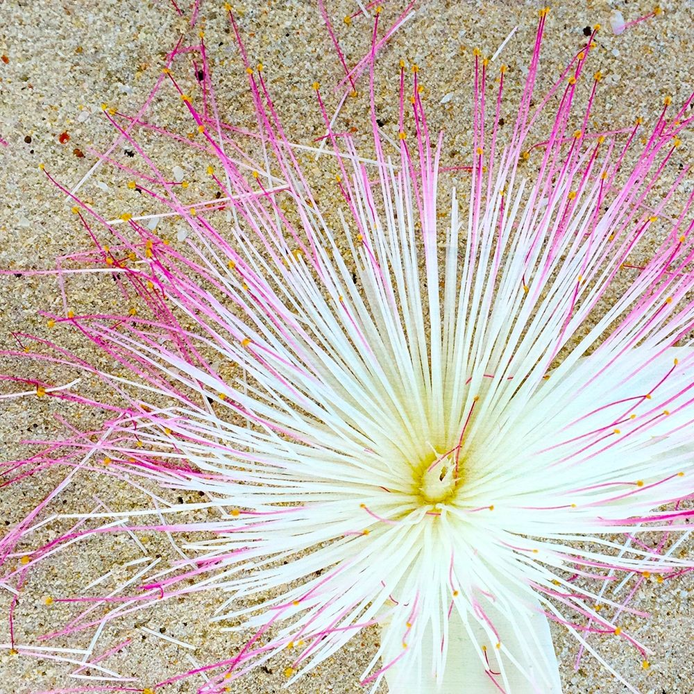 Beach Daze 5 art print by Kimberly Allen for $57.95 CAD
