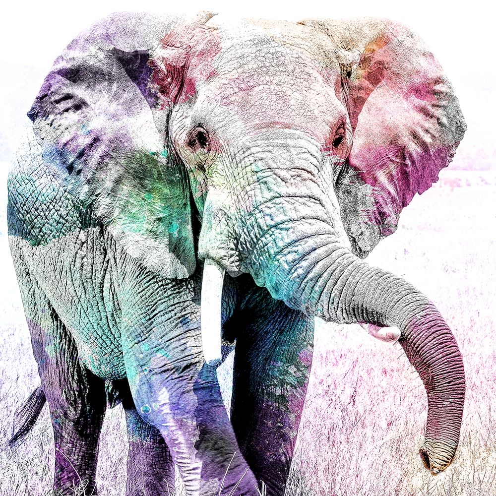 Elephant Colors art print by Kimberly Allen for $57.95 CAD