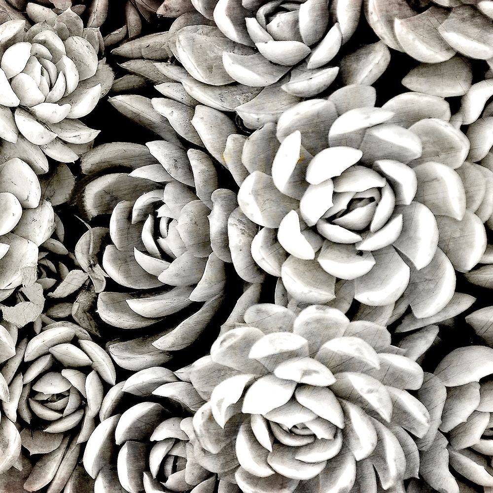 Succulent Blooms art print by Kimberly Allen for $57.95 CAD