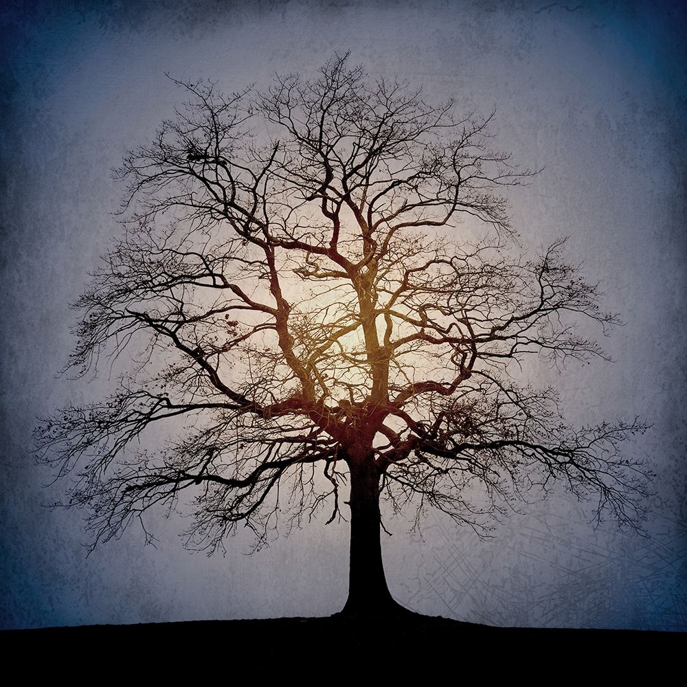 Sunset Tree art print by Kimberly Allen for $57.95 CAD