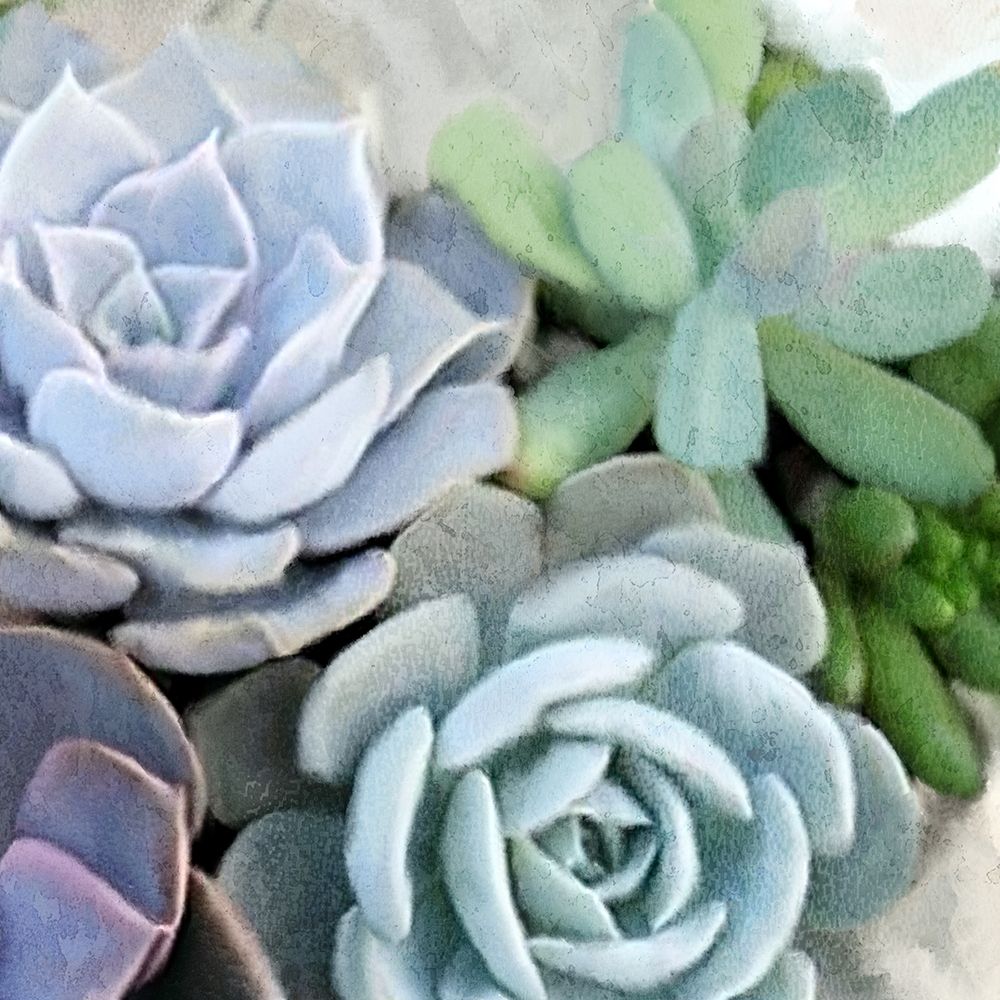 Succulent Garden 2 art print by Kimberly Allen for $57.95 CAD