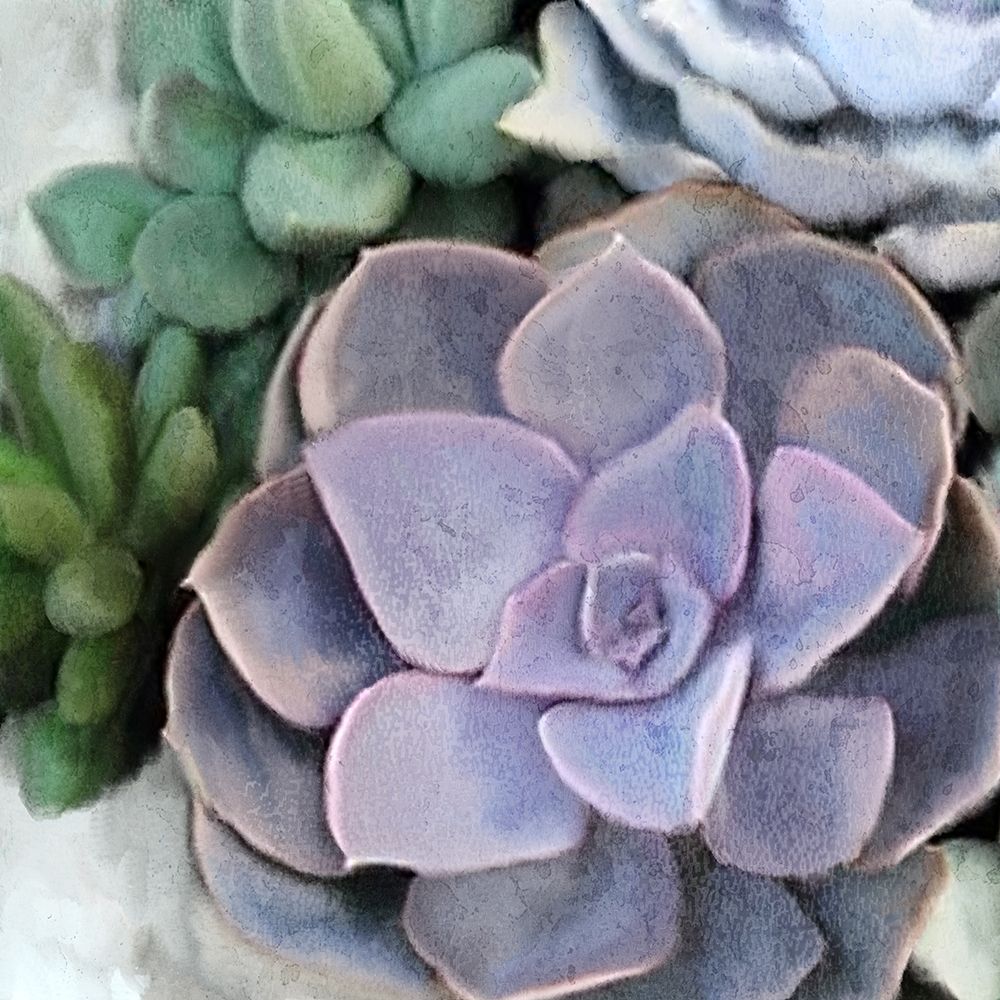 Succulent Garden 3 art print by Kimberly Allen for $57.95 CAD