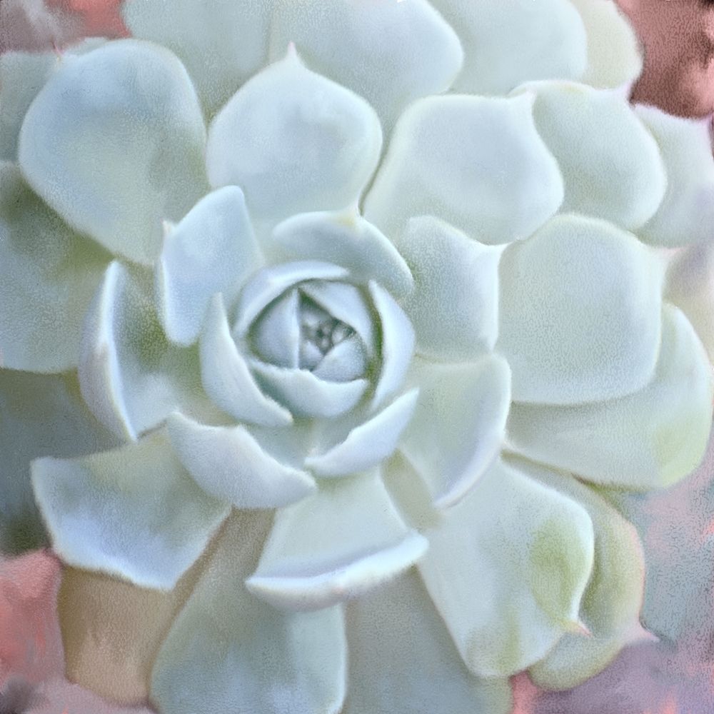 Painted Succulent 2 art print by Kimberly Allen for $57.95 CAD