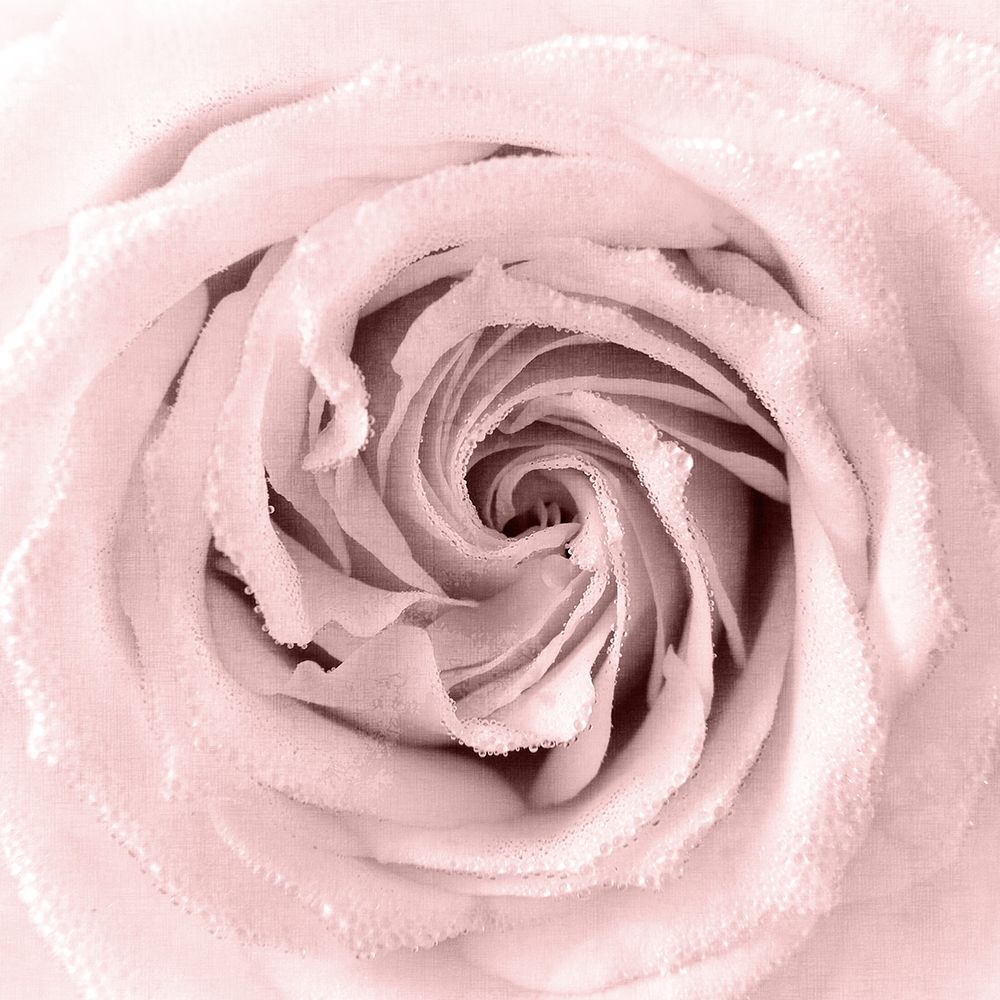 Rose Center 1 art print by Kimberly Allen for $57.95 CAD