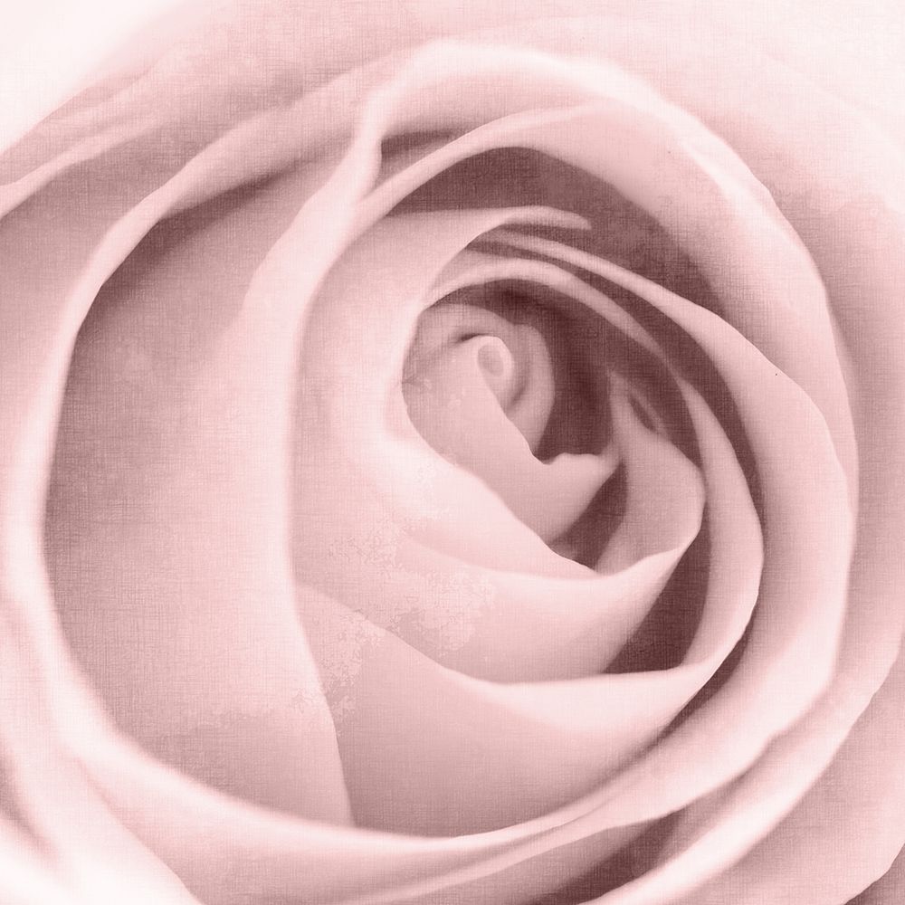 Rose Center 2 art print by Kimberly Allen for $57.95 CAD