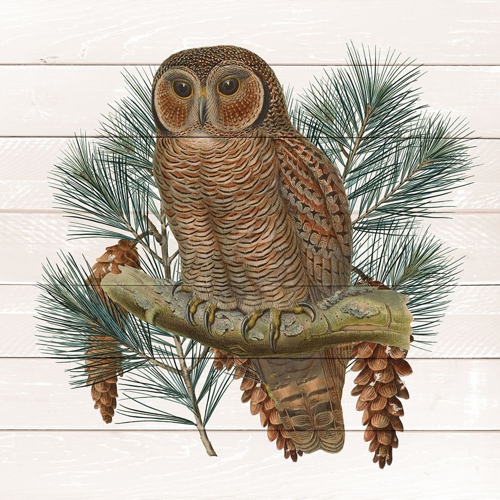 Owl 2 art print by Kimberly Allen for $57.95 CAD