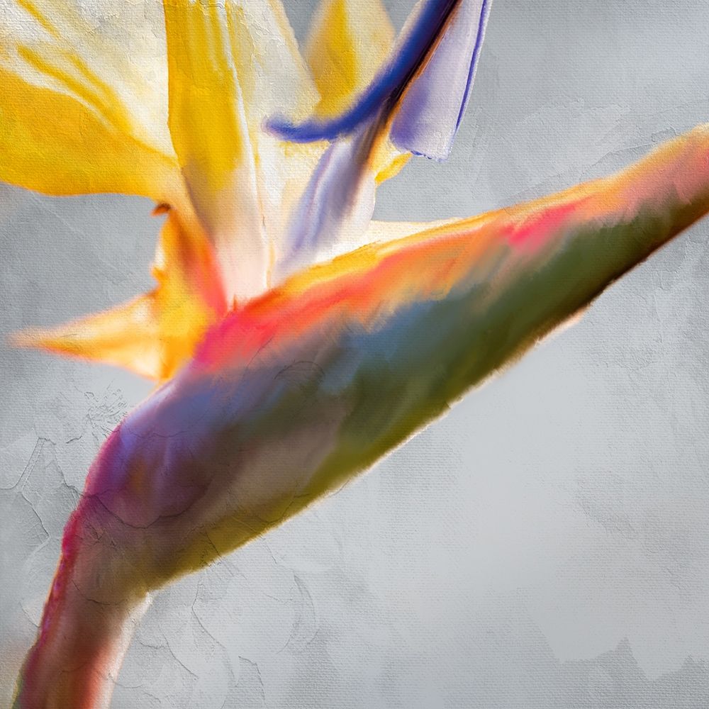 Strelitzia 1 art print by Kimberly Allen for $57.95 CAD