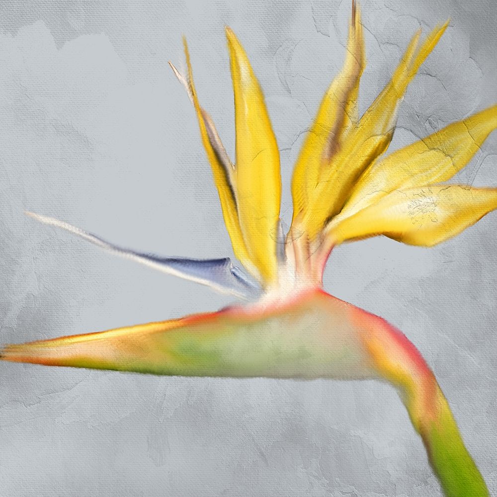 Strelitzia 2 art print by Kimberly Allen for $57.95 CAD