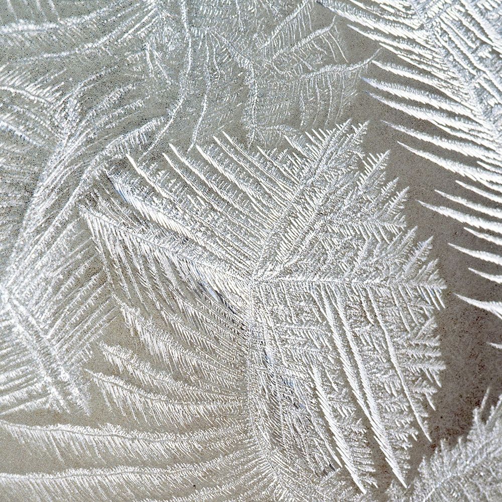 Frosted Fern 1 art print by Kimberly Allen for $57.95 CAD