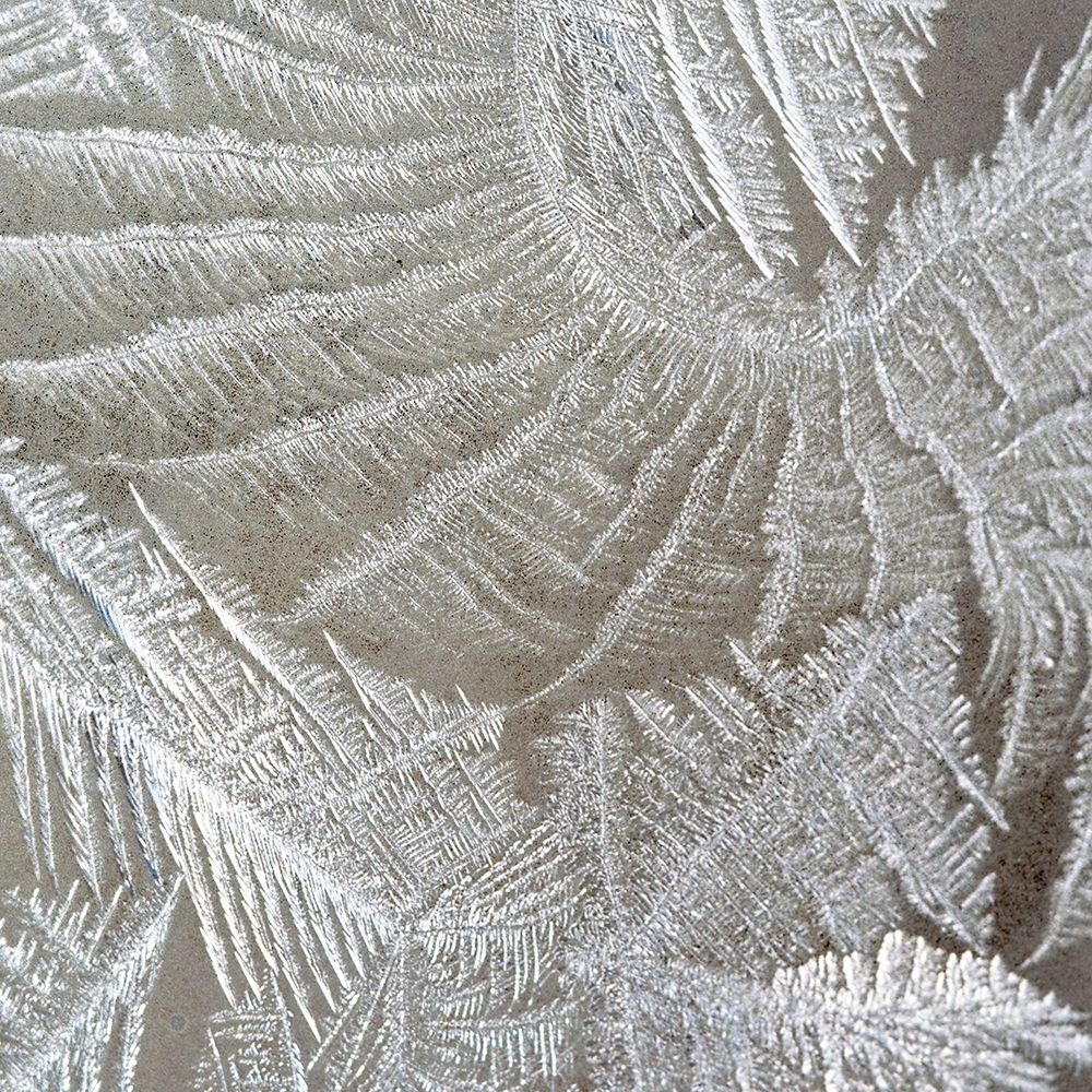 Frosted Fern 2 art print by Kimberly Allen for $57.95 CAD