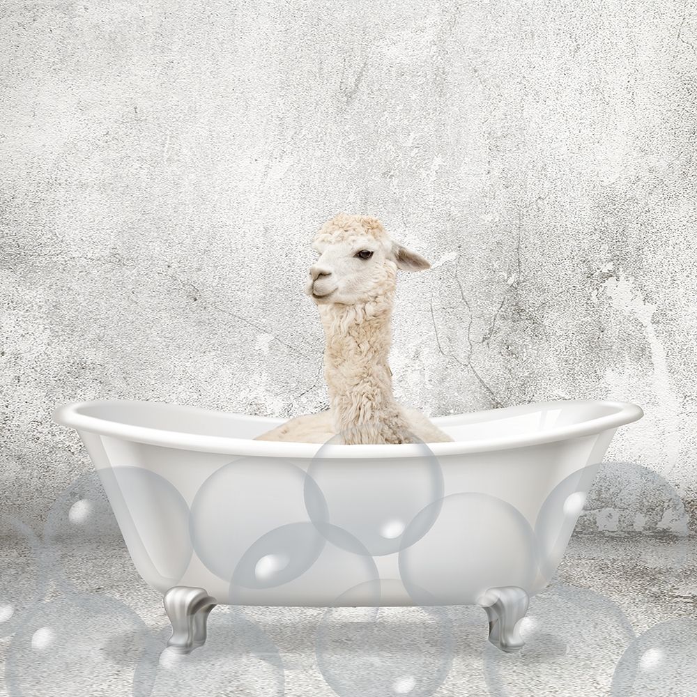 Baby Llama Bath art print by Kimberly Allen for $57.95 CAD