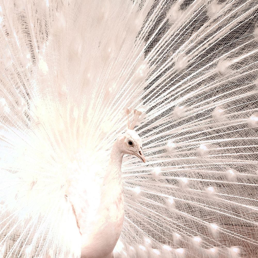 White Peacock art print by Kimberly Allen for $57.95 CAD