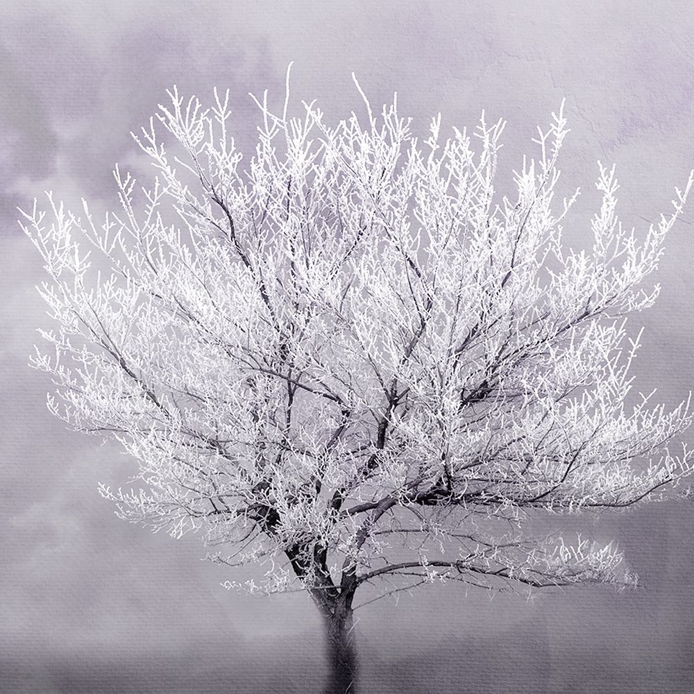 Frosted Tree art print by Kimberly Allen for $57.95 CAD