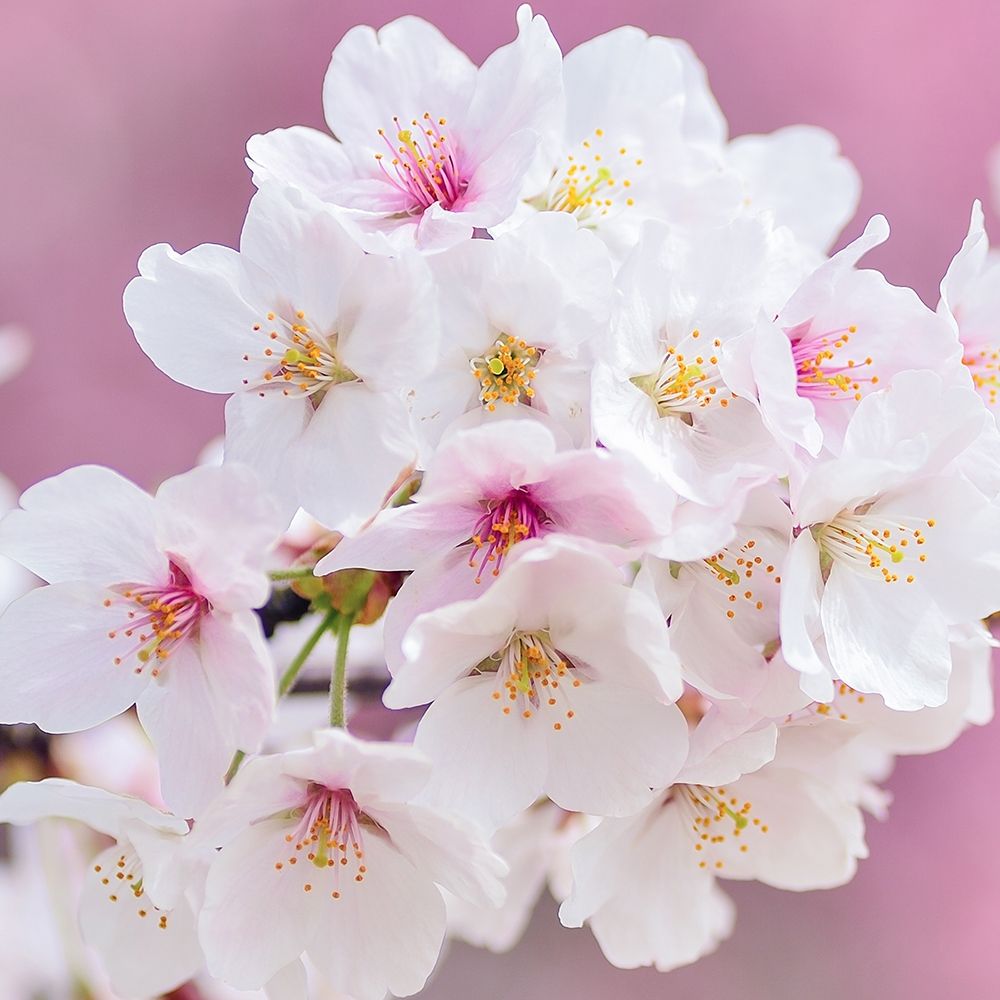 Blossoms Paris 1 art print by Kimberly Allen for $57.95 CAD