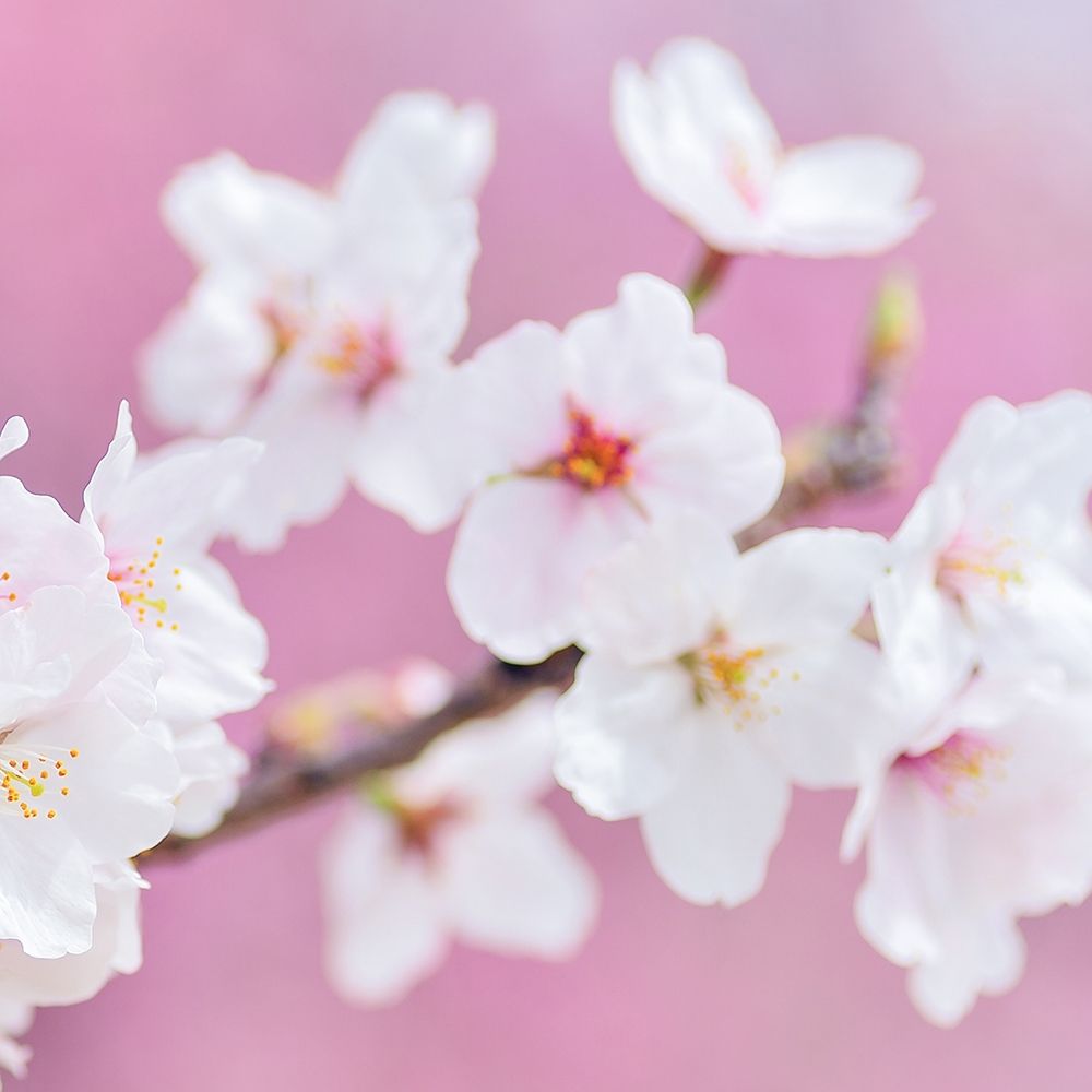 Blossoms Paris 3 art print by Kimberly Allen for $57.95 CAD