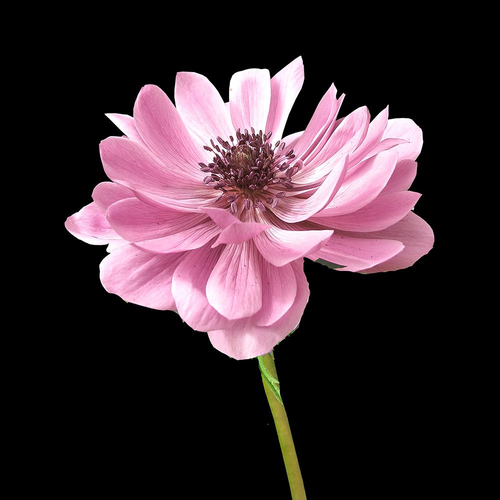 He Heals Blossoms 2 art print by Kimberly Allen for $57.95 CAD