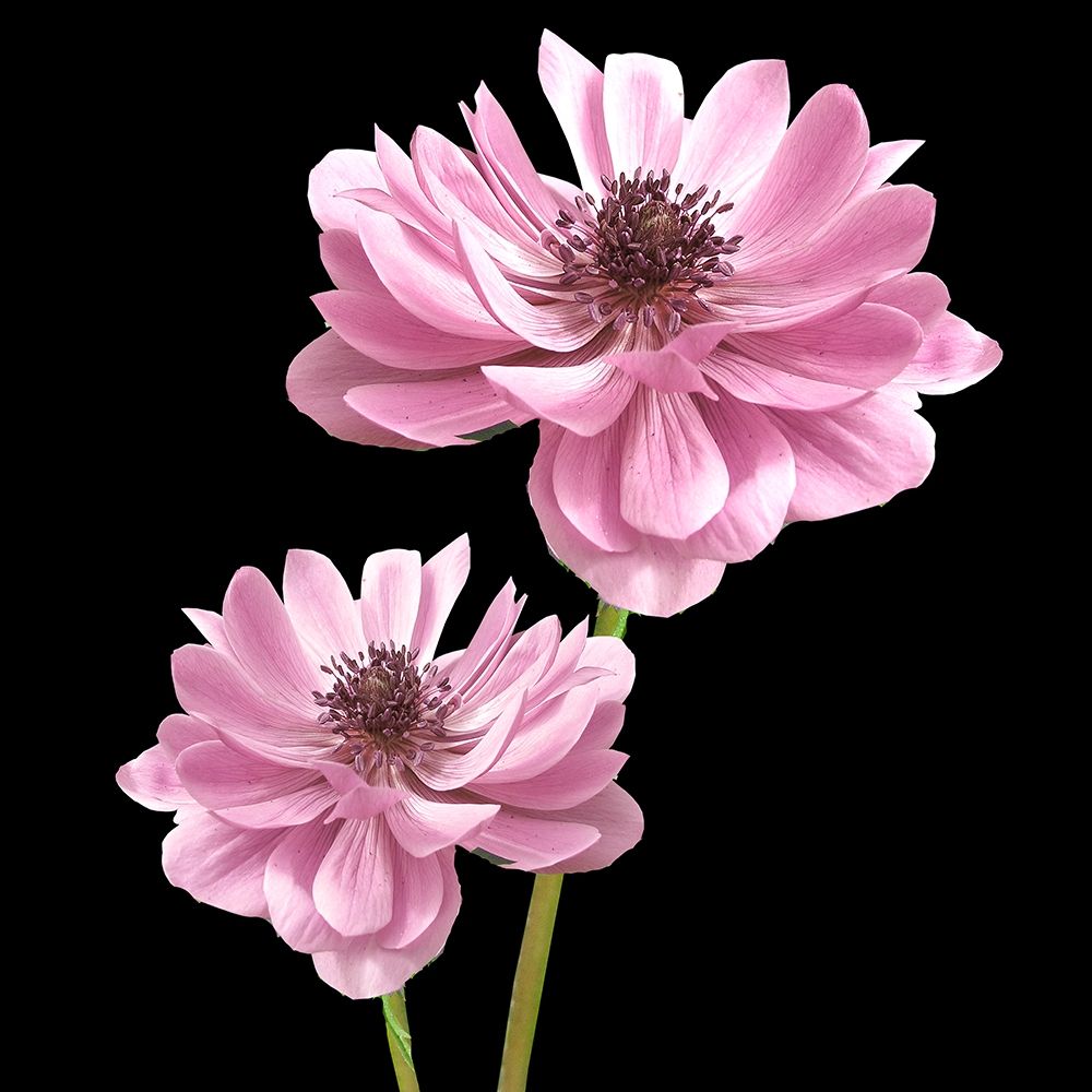 He Heals Blossoms 3 art print by Kimberly Allen for $57.95 CAD