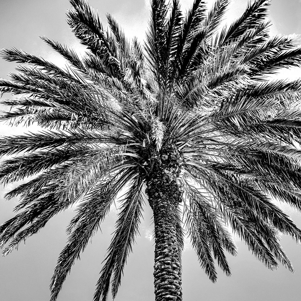 Under the Palm art print by Kimberly Allen for $57.95 CAD
