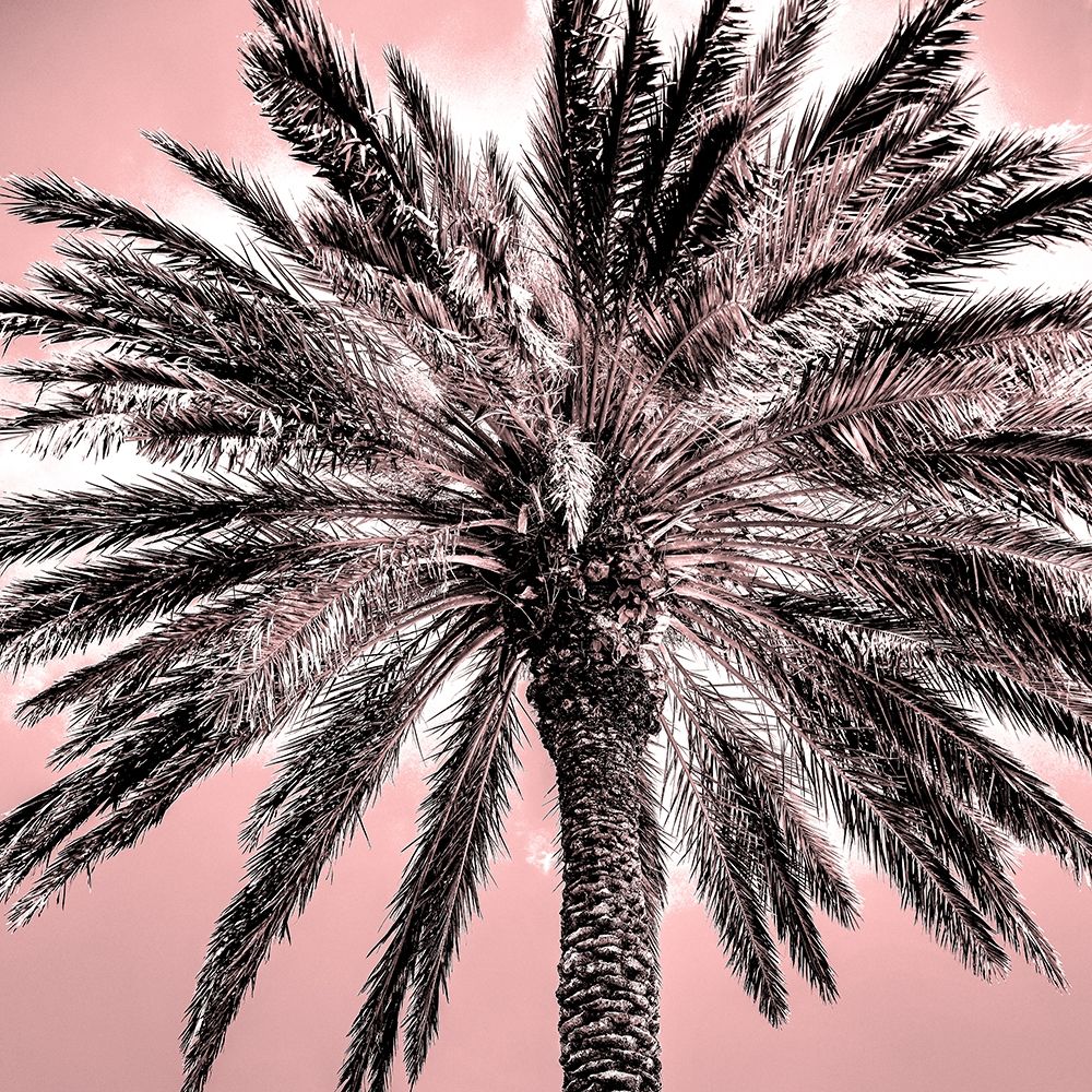 Under the Palm Pink art print by Kimberly Allen for $57.95 CAD