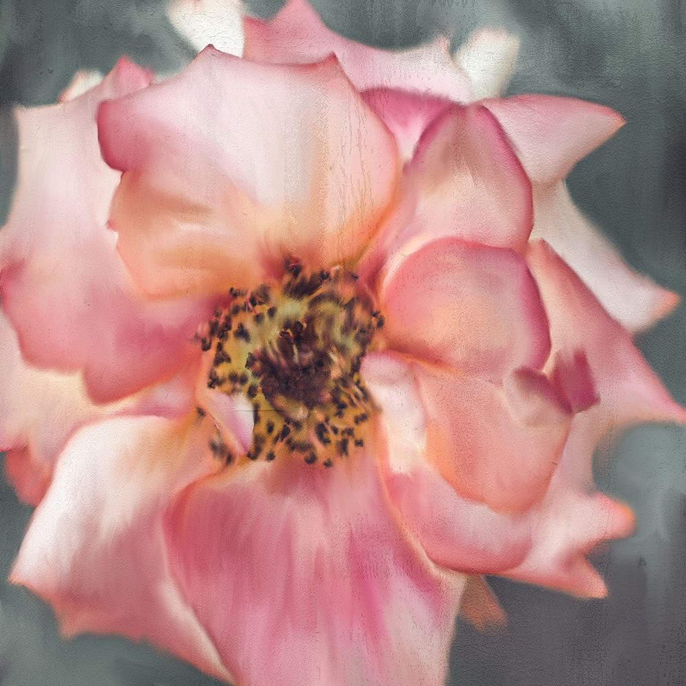 Dusty Rose art print by Kimberly Allen for $57.95 CAD