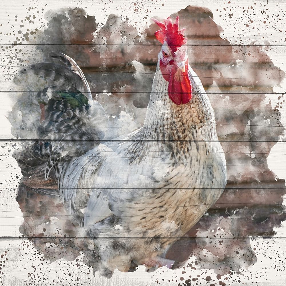 Rooster 2 art print by Kimberly Allen for $57.95 CAD