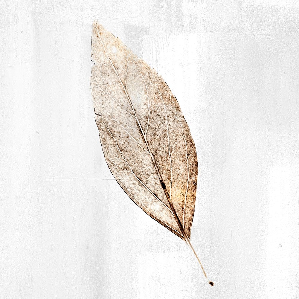 Golden Leaf 1 art print by Kimberly Allen for $57.95 CAD