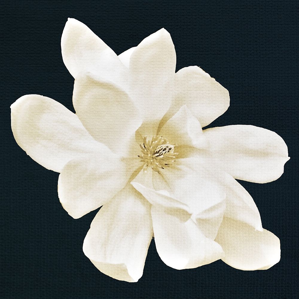 Magnolia 1 art print by Kimberly Allen for $57.95 CAD