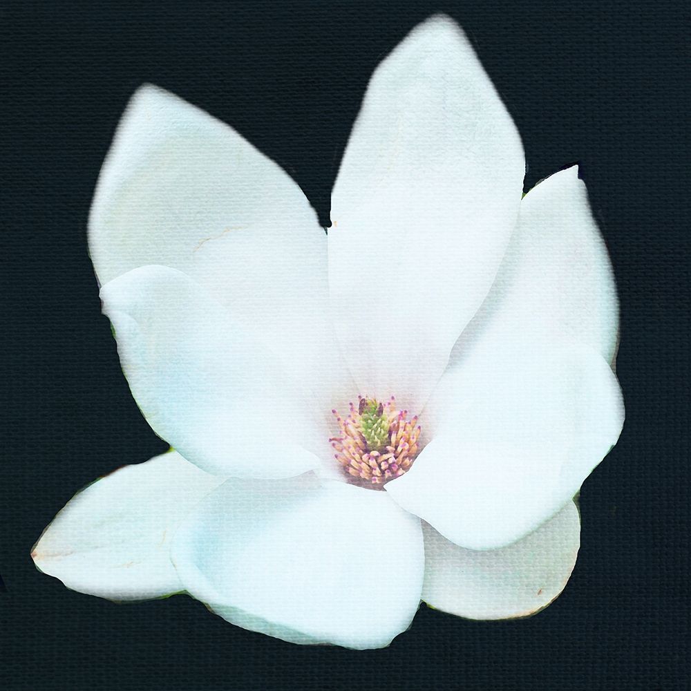 Magnolia 2 art print by Kimberly Allen for $57.95 CAD