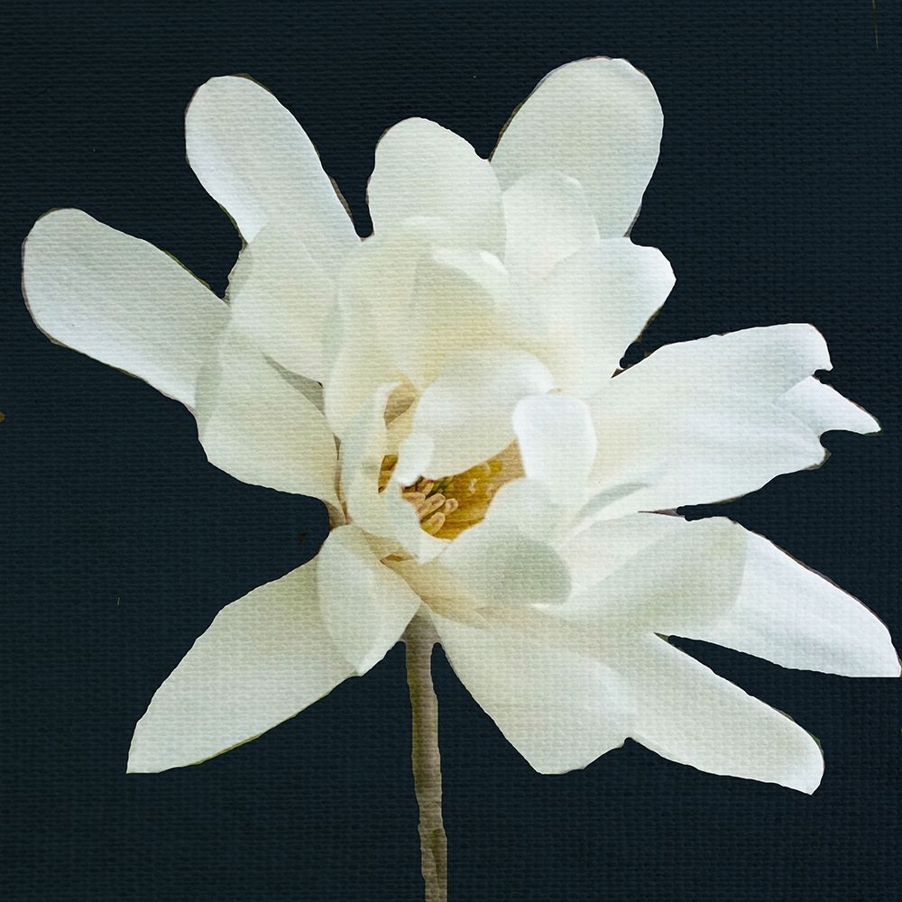 Magnolia 3 art print by Kimberly Allen for $57.95 CAD