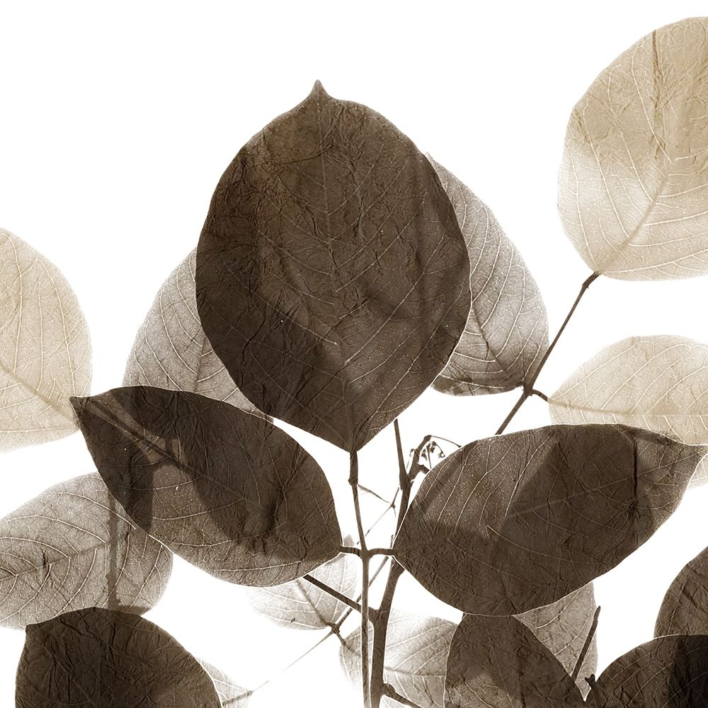 Chocolate Leaves 1 art print by Kimberly Allen for $57.95 CAD