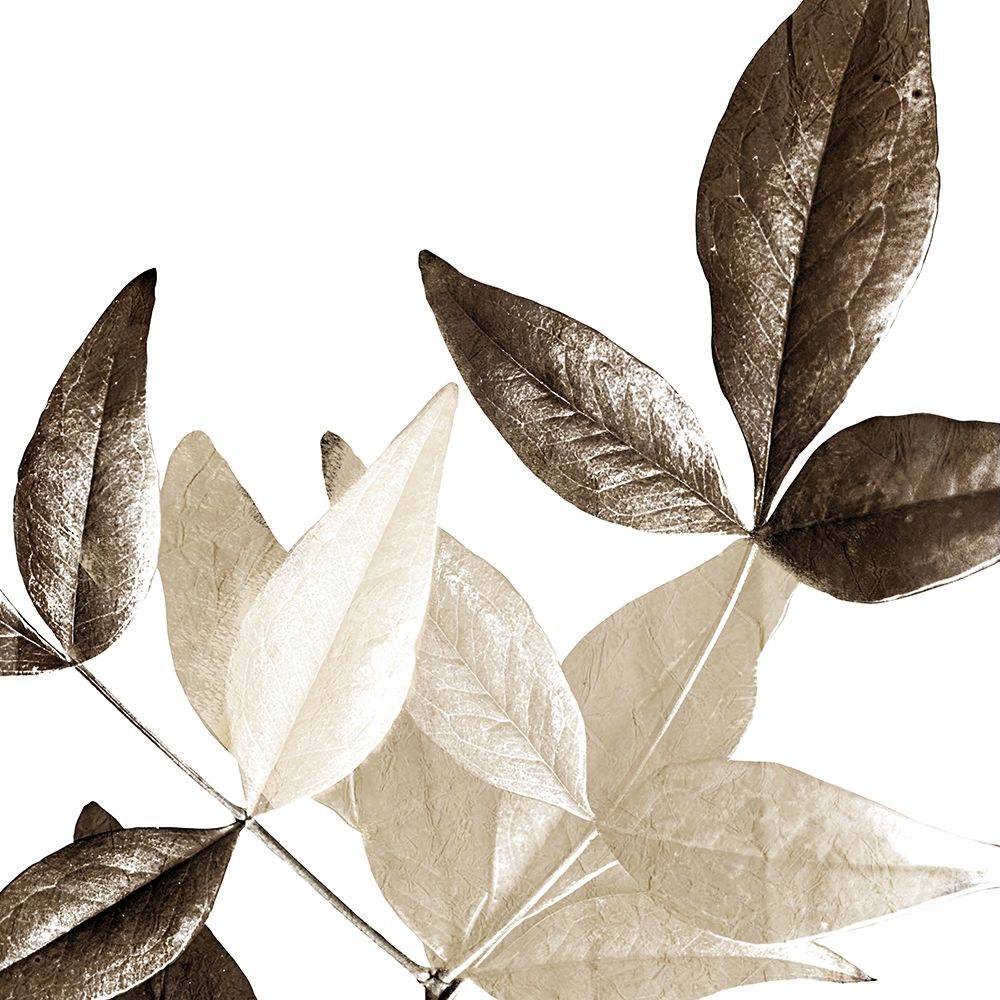 Chocolate Leaves 2 art print by Kimberly Allen for $57.95 CAD