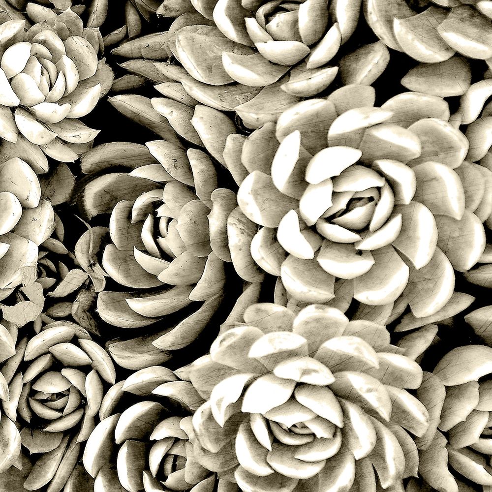 Succulent Mono art print by Kimberly Allen for $57.95 CAD
