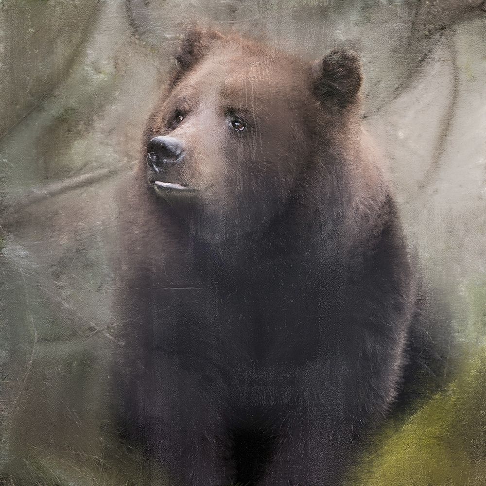 In the Forest art print by Kimberly Allen for $57.95 CAD