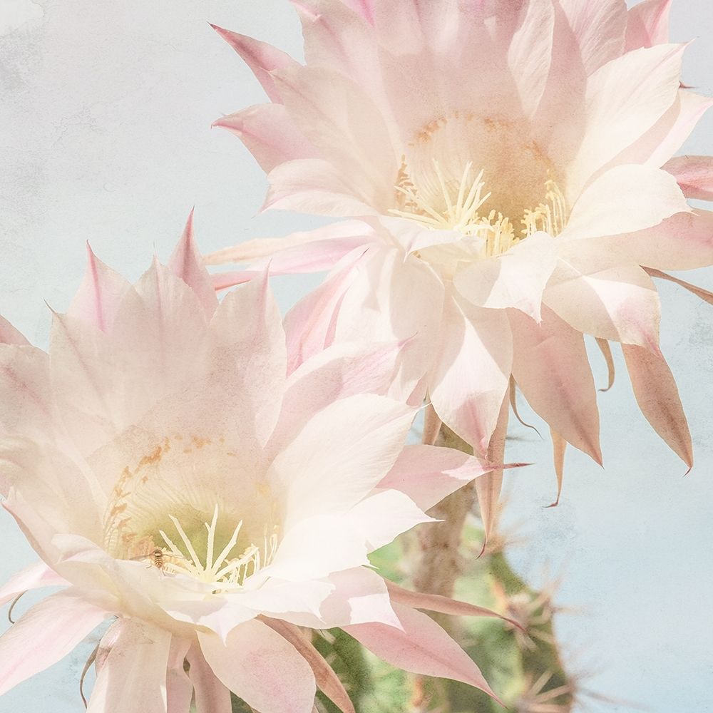 Cactus Bloom art print by Kimberly Allen for $57.95 CAD