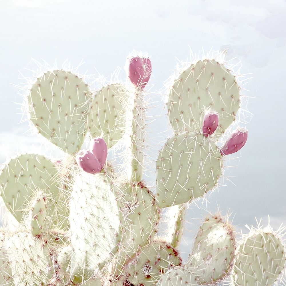 Cactus Blossom art print by Kimberly Allen for $57.95 CAD
