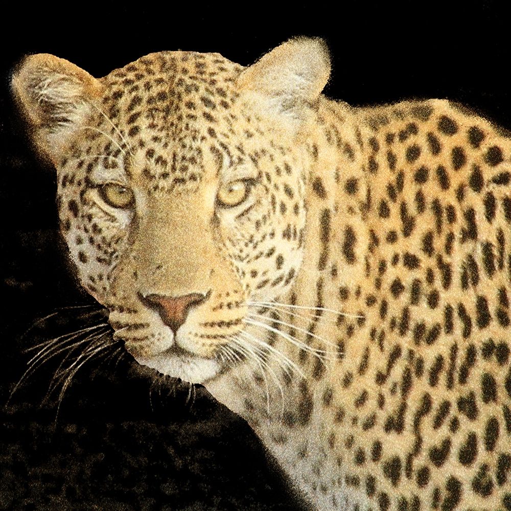 Refuge Leopard 2 V2 art print by Kimberly Allen for $57.95 CAD