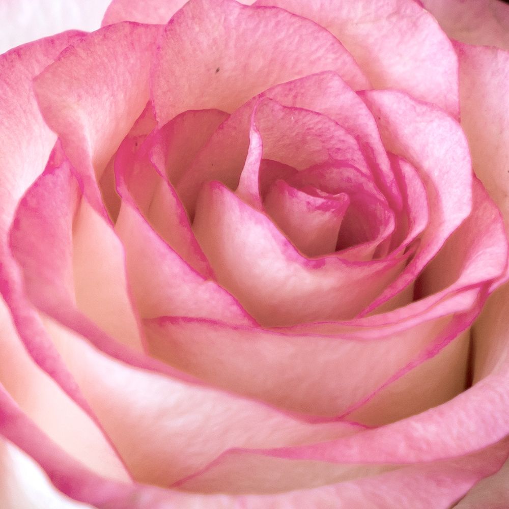 Strength Rose 2 art print by Kimberly Allen for $57.95 CAD