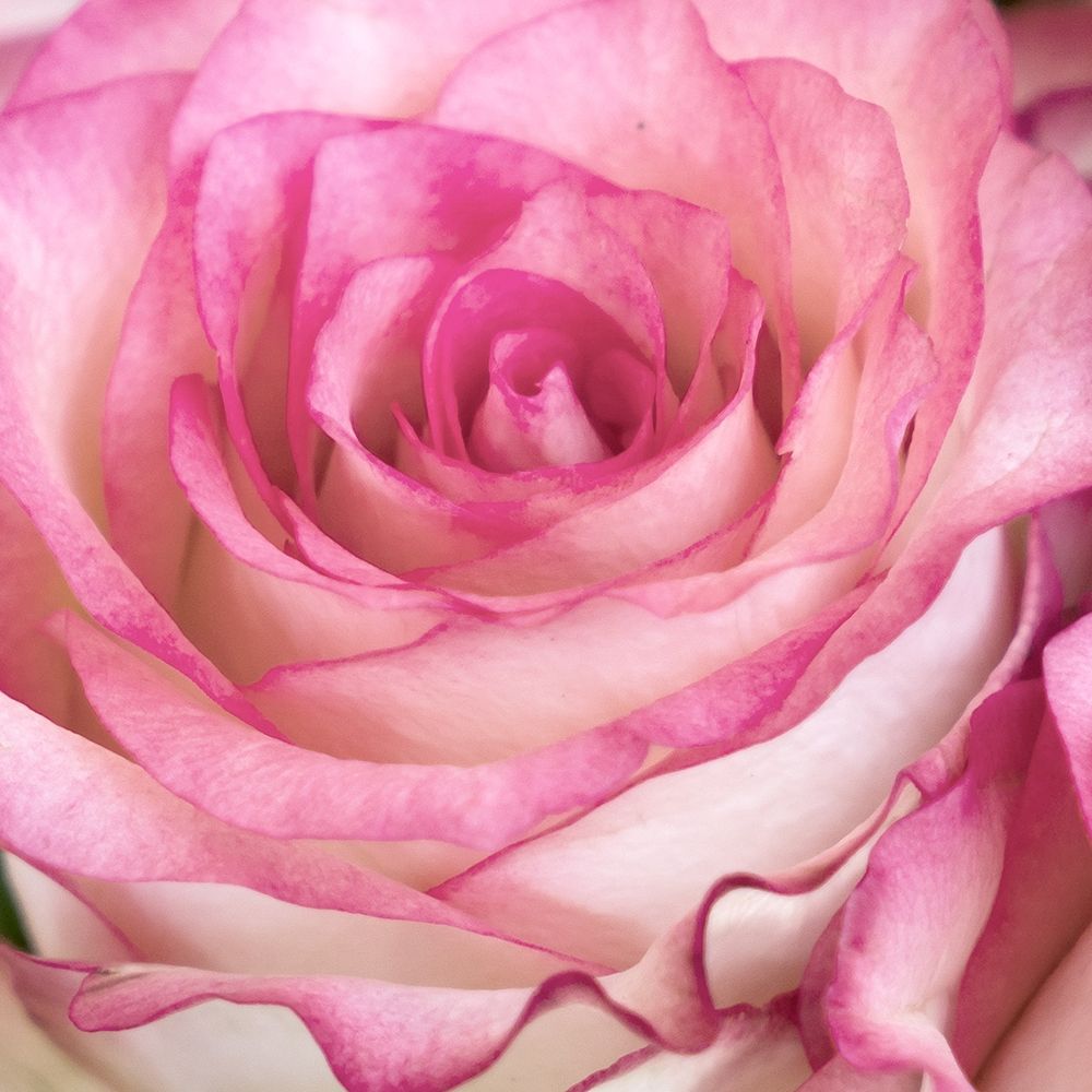 Strength Rose 3 art print by Kimberly Allen for $57.95 CAD