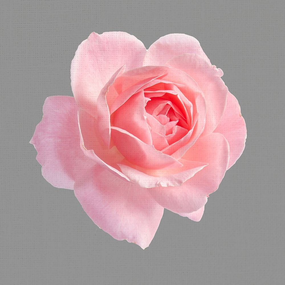 Trust Rose 2 art print by Kimberly Allen for $57.95 CAD