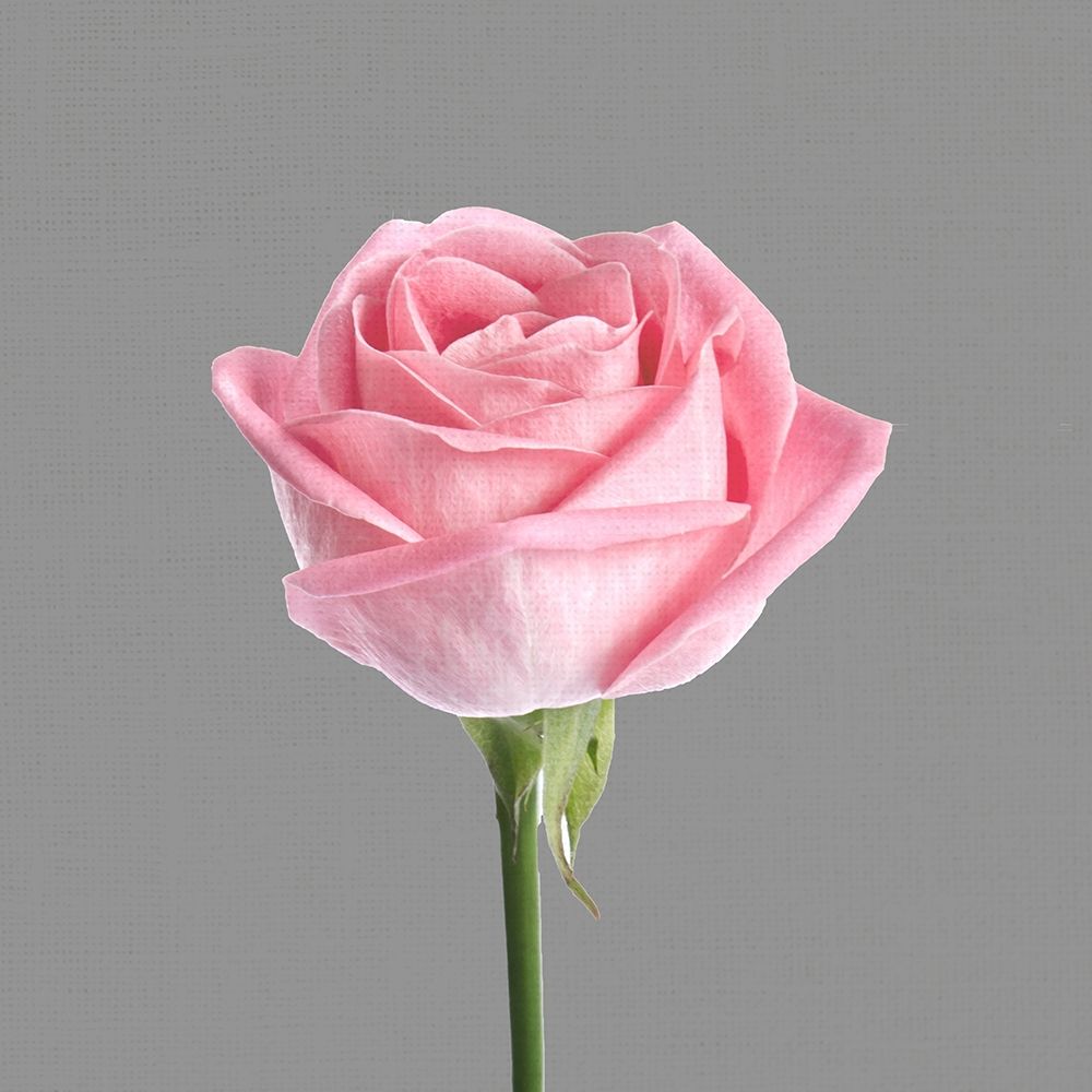 Trust Rose 3 art print by Kimberly Allen for $57.95 CAD